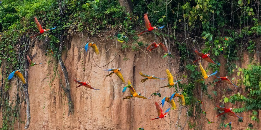 Olikfärgade araer flyger i Tambopata, Peru