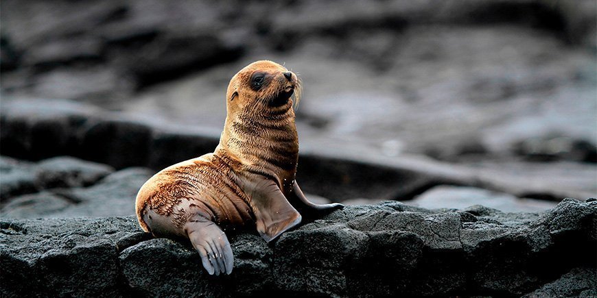 Sjölejonvalp på Galapagosöarna