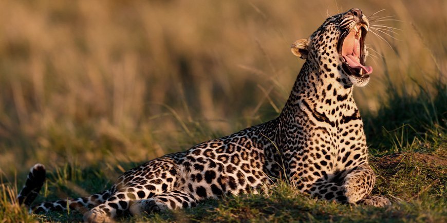 Gapande leopard under soluppgången i Masai Mara