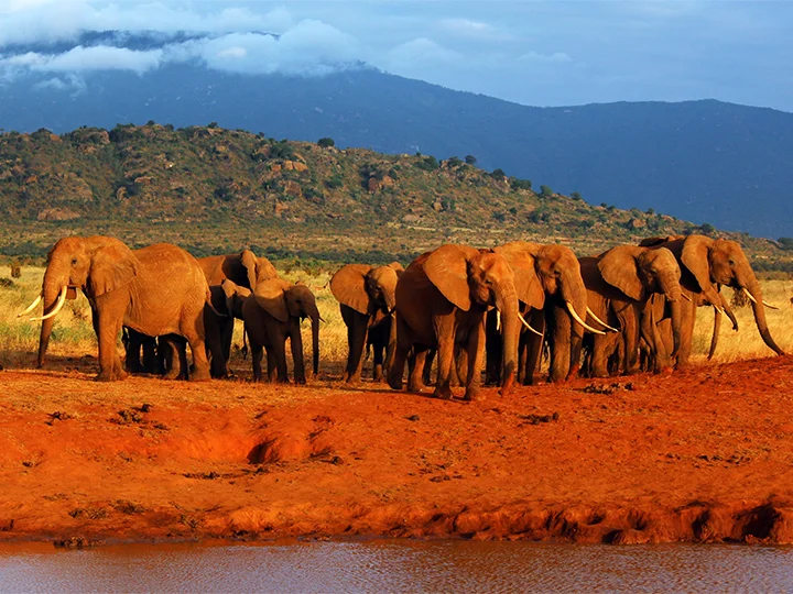 Nairobi, Tsavo nationalpark & solsemester vid Mombasa