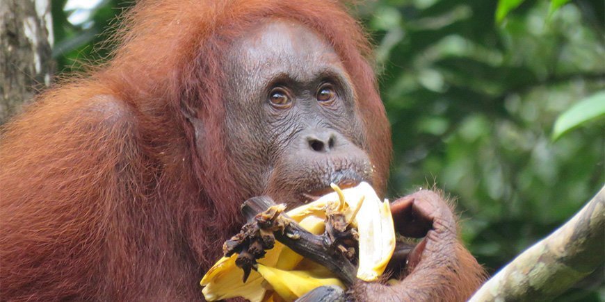 Orangutang i Semenggoh Wildlife Centre