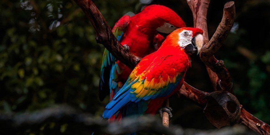 Röda araer i Corcovado nationalpark, Costa Rica