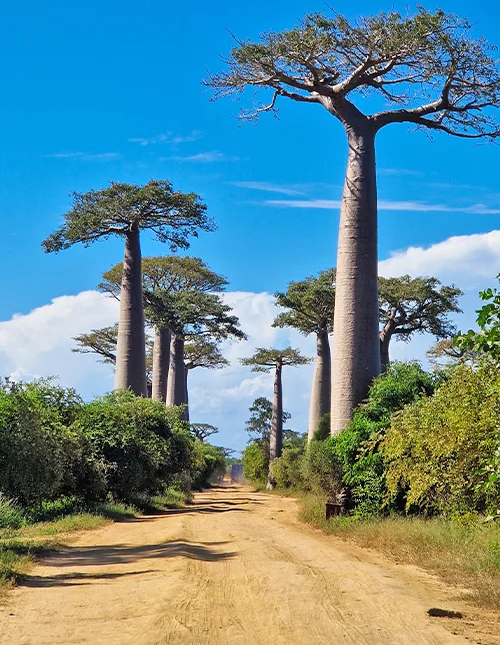 Det bästa av Madagaskar