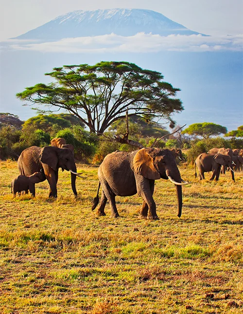 Kenya & Madagaskar