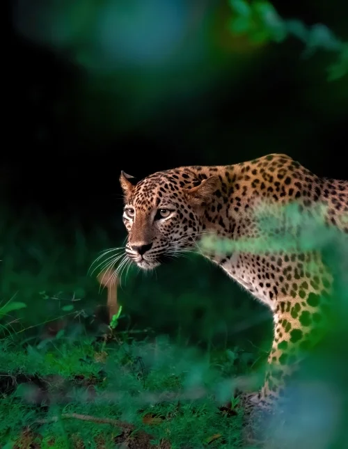 Galle, Yala nationalpark & solsemester i Mirissa