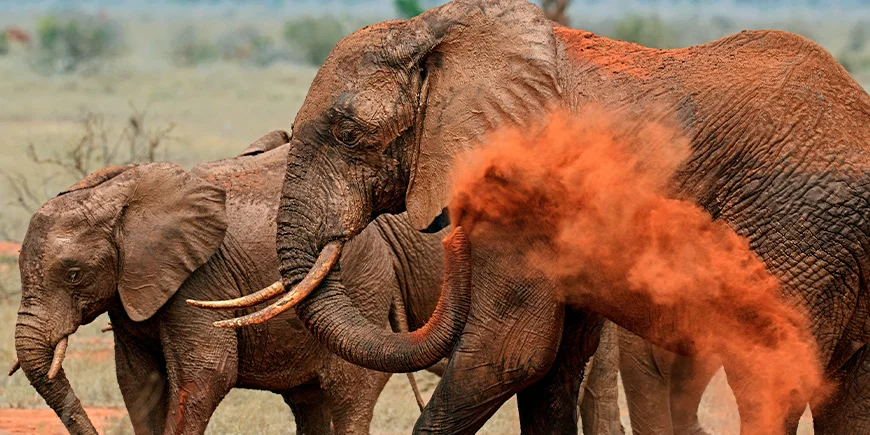 Elefanter i rött damm i Tsavo East National Park i Kenya.