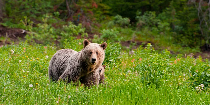 Björn med ungar i Banff National Park