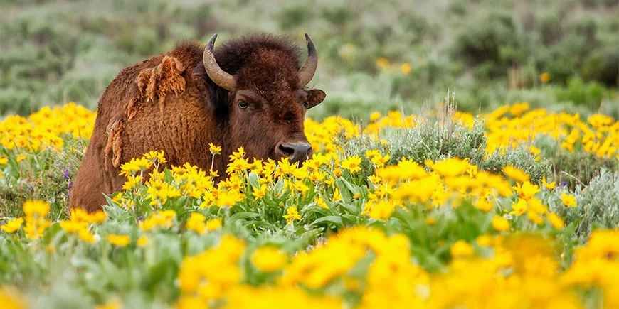 Bison omgiven av blommor i Yellowstone