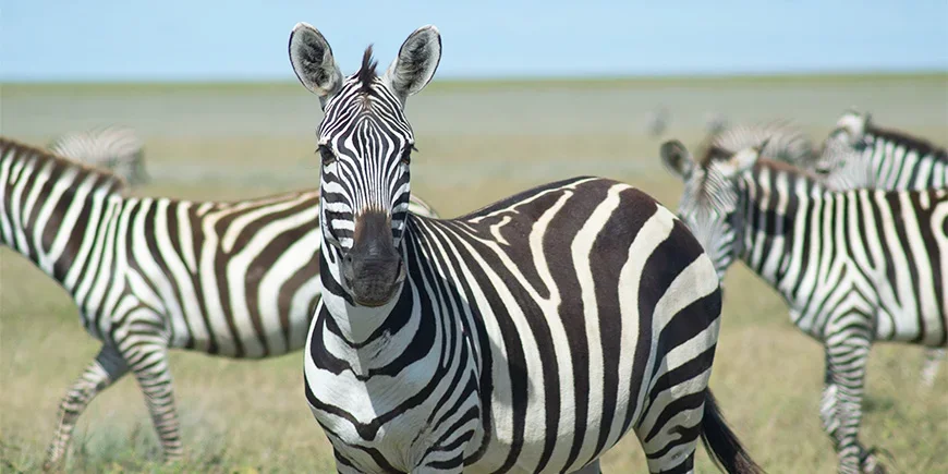 Zebra tittar mot kameran