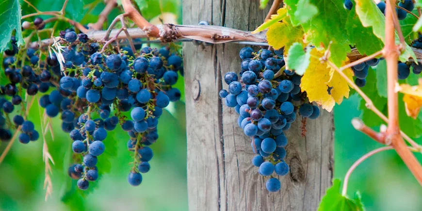 Vinrankor i Yarra Valley i Australien