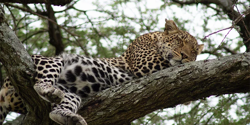 Leopard sover i ett träd i Serengeti nationalpark