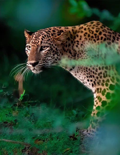 Galle, Yala nationalpark & solsemester i Mirissa