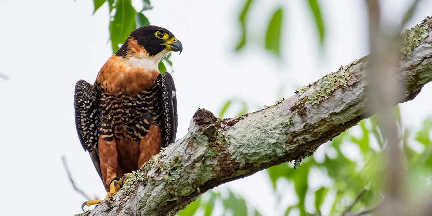Falk sitter på en gren i Tikal nationalpark i Guatemala