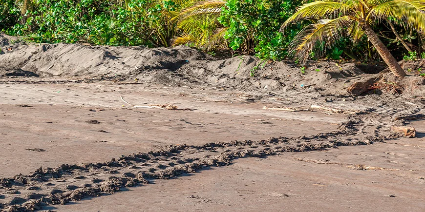 Spår efter havssköldpaddor på Tortuguero-stranden i Costa Rica
