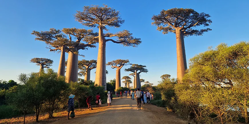 Baobab Alley i Madagaskar en solig dag