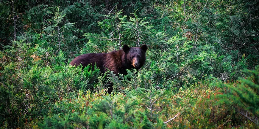 Svartbjörn gömmer sig i skogen i Banff nationalpark i Kanada