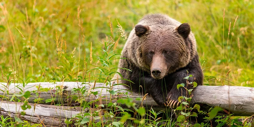 Grizzlybjörn i Banff nationalpark i västra Kanada