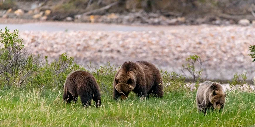 Björnmamma med ungar äter i Jasper nationalpark
