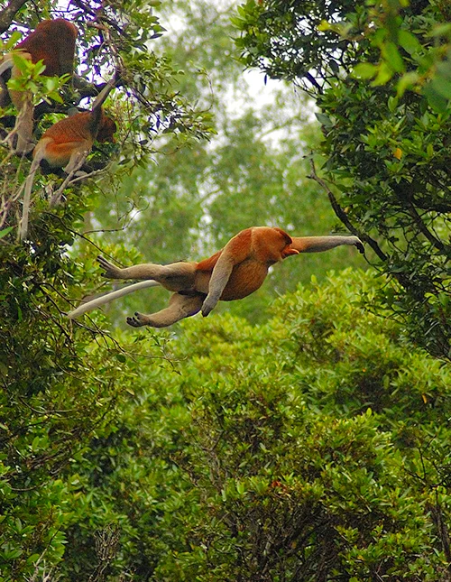 Borneos natur och djurliv & solsemester på Gaya Island