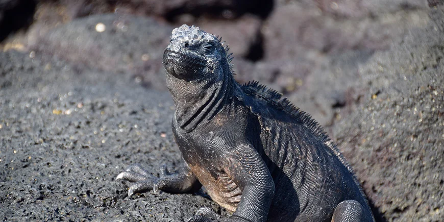 Iguana i vulkanlandskapet på Galapagosöarna