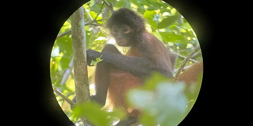 Spindelapa i Corcovado i Costa Rica