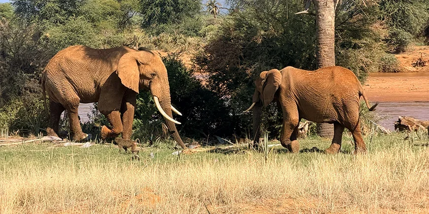 Elefanter och babianer i Samburu nationalpark i Kenya