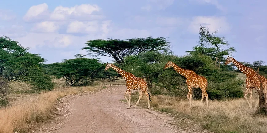 Giraffamilj korsar vägen i Samburu nationalpark i Kenya