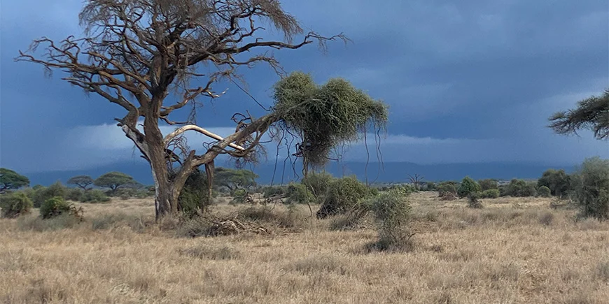 Dramatisk himmel i Kenya