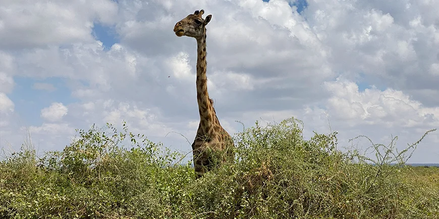 Giraff i Amboseli National Park
