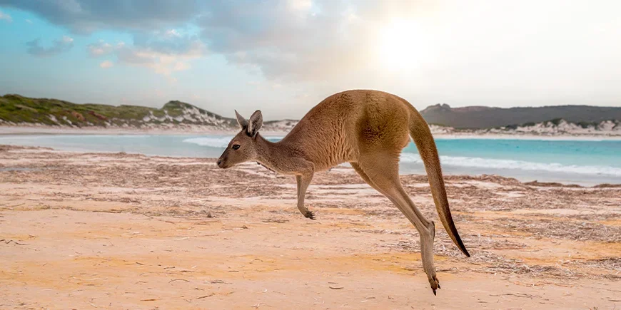 Hoppande känguru på Kangaroo Island i Australien