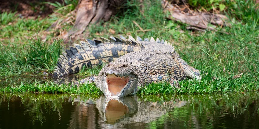 Saltvattenkrokodil i Kakadu nationalpark i Australien
