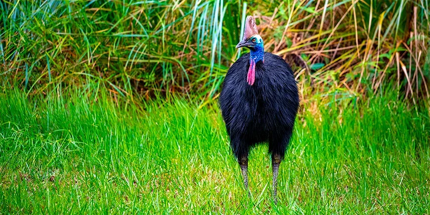 En kasuar står i gräset någonstans i Australien