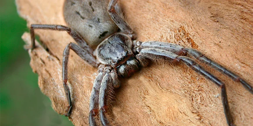 Närbild av en jägarspindel (huntsman spider)