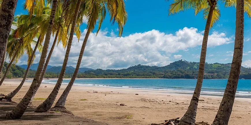 Palmträd och blå himmel på Sámara-stranden i Costa Rica