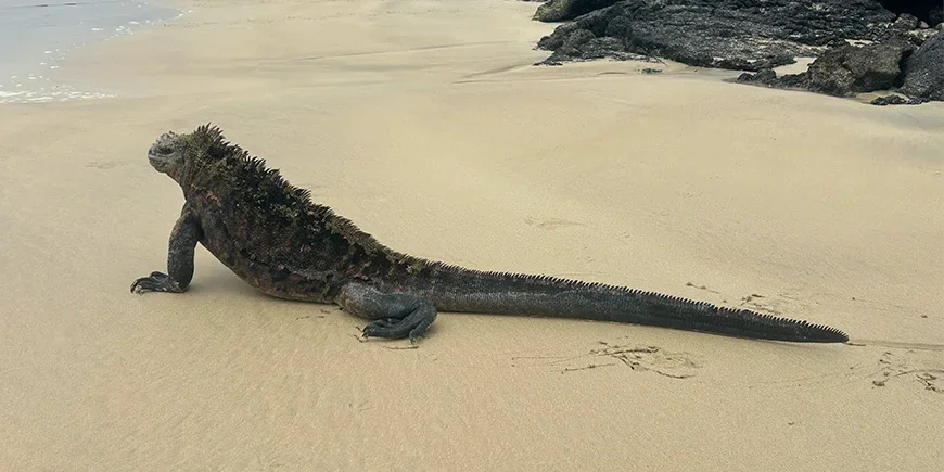 Leguan på Galapagosöarna