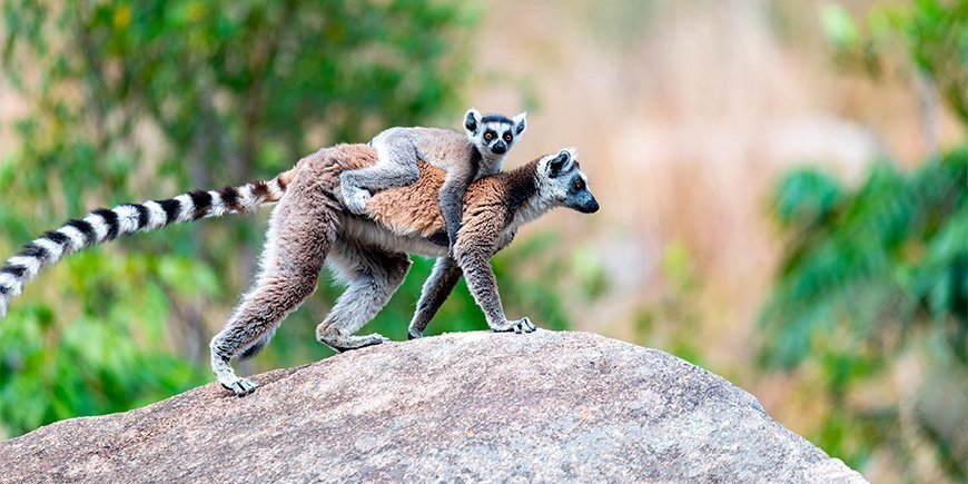 Ringsvansad lemur med baby på Madagaskar