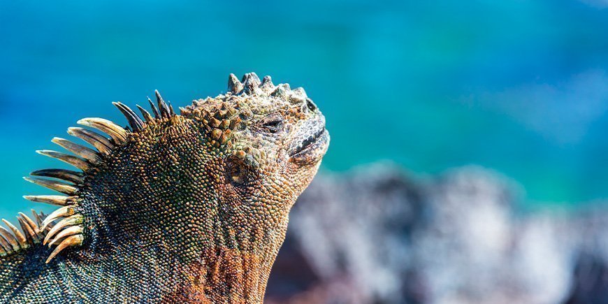 Marin leguan njuter av solen på Fernandina i Galapagosöarna