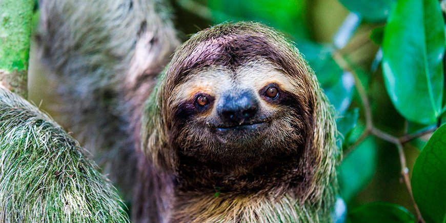 Sengångare som tittar rakt in i kameran i Manuel Antonio, Costa Rica