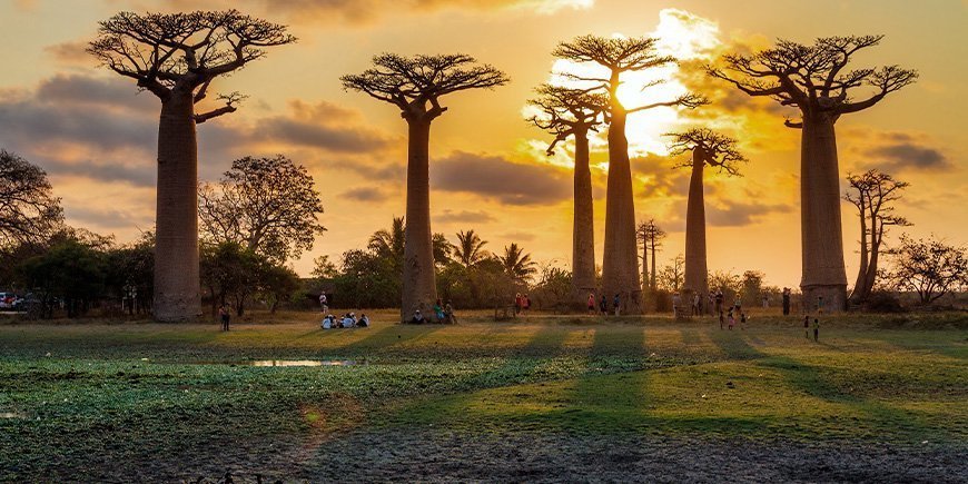 Solnedgång över Avenue de Baobabs på Madagaskar