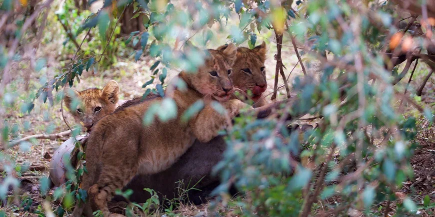 Lejonungar i Masai Mara i Kenya