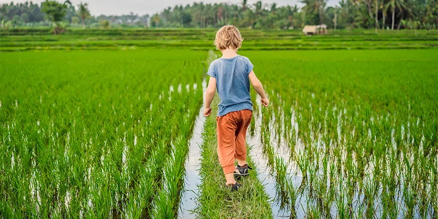 Pojke går i risfält i Vietnam