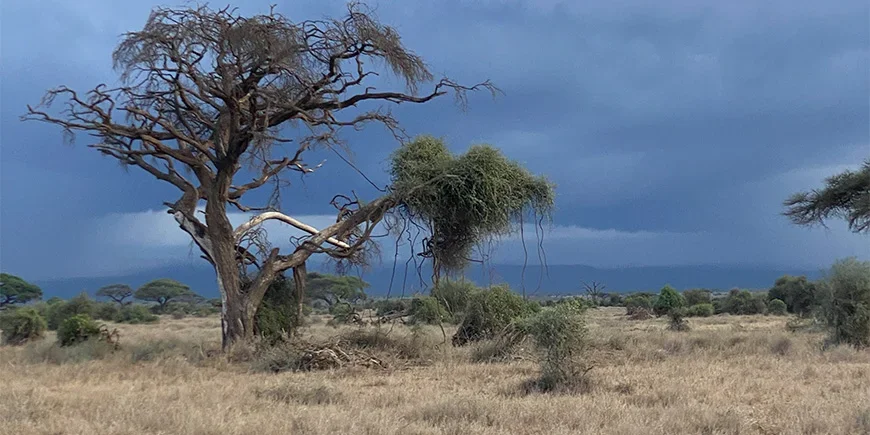 Dramatisk himmel under regnperioden i Amboseli i Kenya