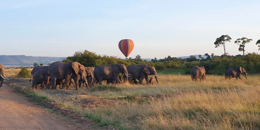 Elefanthjord i Masai Mara i mars