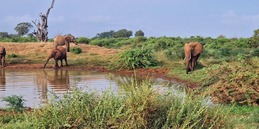 Elefanter vid sjö i Tsavo East i februari