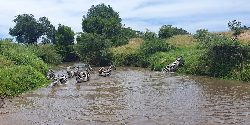 Zebror i flod i Masai Mara under regnperioden