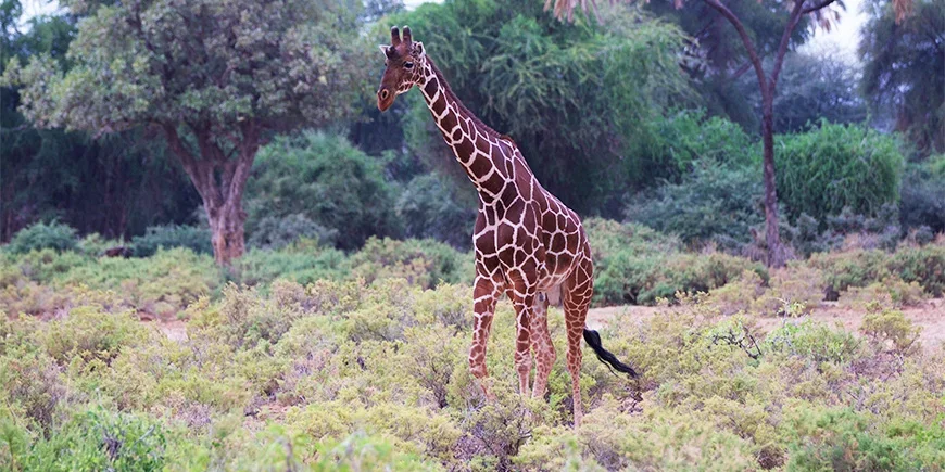 Giraff i Samburu nationalpark under sommarmånaderna