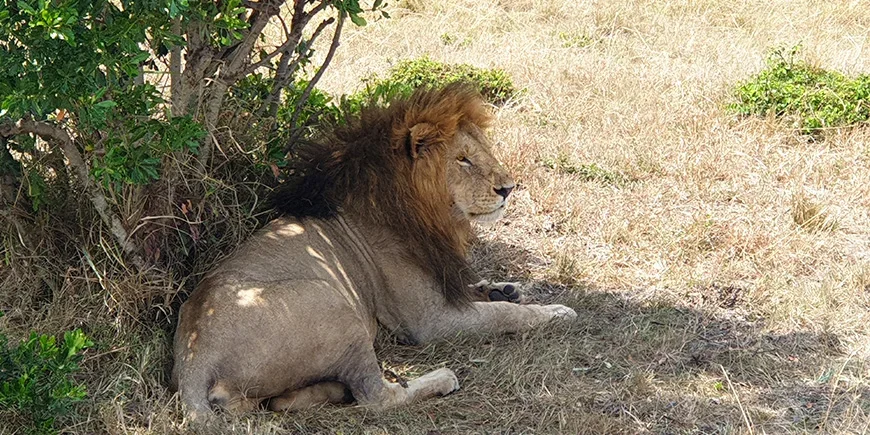 Lejon i Masai Mara i september