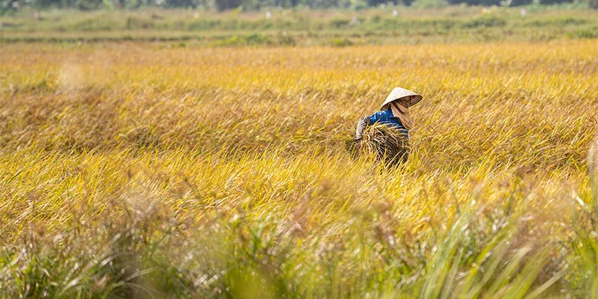 Kvinna på en åker i Ninh Binh i norra Vietnam