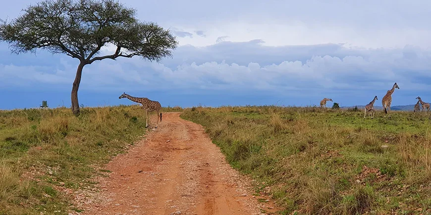 Giraffer på savannen i Masai Mara i november