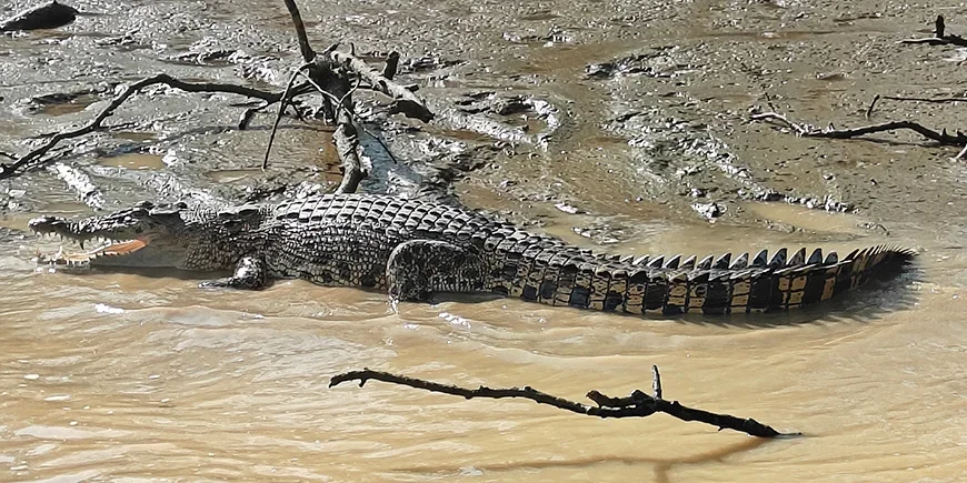 Krokodil på stranden vid Kinabatanganfloden på Borneo